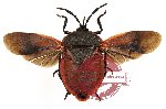 Heteroptera sp. 32 (A-) (SPREAD)