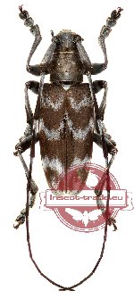 Blepephaeus multinotatus
