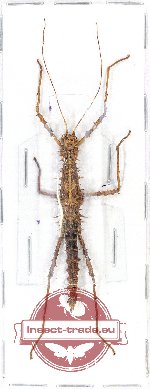 Phasmidae sp. 68A (Erinaceophasma vepres - nymph)
