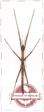 Phasmidae sp. 69 (Dimorphodes sp.)