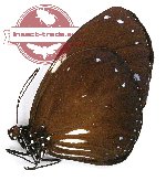 Euploea radamanthus owii (A-)