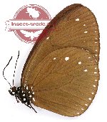 Euploea eleusina hygina (A-)
