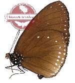 Euploea eunice vestigiata