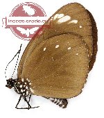 Euploea tulliolus sambana