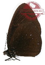 Euploea phaenareta callithoe (A2)