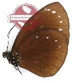 Euploea leucostictos herbsti (A2)