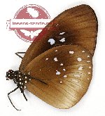 Euploea climena sepulchralis