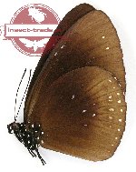 Euploea midamus lombokiana (A2)