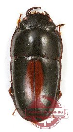 Nitidulidae sp. 4