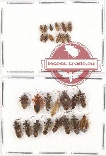 Scientific lot no. 401 Heteroptera (27 pcs)