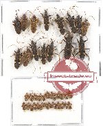 Scientific lot no. 400 Heteroptera (40 pcs)