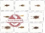 Scientific lot no. 17 Orthoptera (9 pcs)