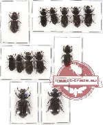 Scientific lot no. 59 Passalidae (13 pcs)