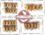 Scientific lot no. 74 Cerambycidae (30 pcs A, A-, A2)