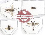 Scientific lot no. 208 Hymenoptera (4 pcs)