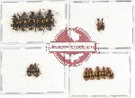 Scientific lot no. 268 Carabidae (14 pcs - 2 pca A2)