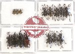Scientific lot no. 329 Curculionidae (12 pcs - 3 pcs A2)