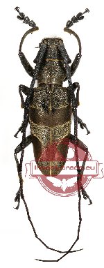 Cerambycidae sp. 24 (A-)