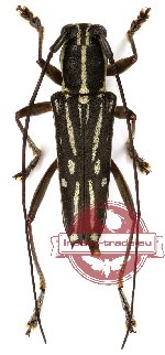 Glenea dejeani rubidofemoralis (A2)