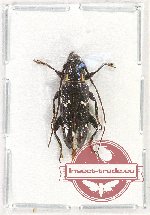 Cerambycidae sp. 67 (A2)