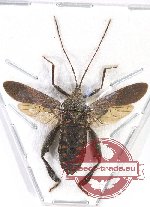 Coreidae sp. 17 (SPREAD)