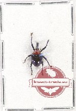 Curculionidae sp. 78 (A2)
