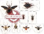 Scientific lot no. 391 Heteroptera (Reduviidae) (8 pcs A2)