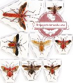 Scientific lot no. 393 Heteroptera (Pyrhocoidae) (8 pcs spread)