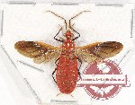 Pyrhocoidae sp. 6