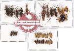 Scientific lot no. 402 Heteroptera (39 pcs)