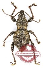 Curculionidae sp. 89 (5 pcs)
