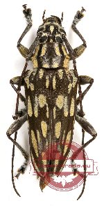 Trigonoptera sp. 1 (A2)