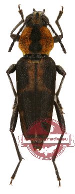 Xylotrechus variicollis (A2)