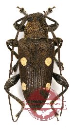 Cerambycidae sp. 52 (A2)