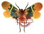 Scamandra sanana
