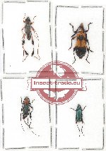 Scientific lot no. 104 Cerambycidae (4 pcs - 2 pcs A2)