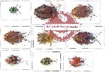 Scientific lot no. 445 Heteroptera (Pentatomidae) (9 pcs A, A-, A2)