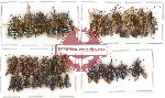 Scientific lot no. 224 Hymenoptera (40 pcs - 5 pcs A2)
