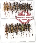 Scientific lot no. 95 Cerambycidae (Lepturinae) (20 pcs)