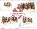 Scientific lot no. 96 Cerambycidae (Cleomenini) (30 pcs A, A-, A2)