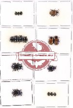 Scientific lot no. 202 Chrysomelidae (16 pcs)