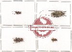 Scientific lot no. 90 Cerambycidae (4 pcs)