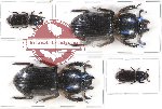 Scientific lot no. 79 Passalidae (4 pcs - 1 pc A2)