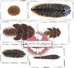 Scientific lot no. 9 Lampyridae (Dulticola spp.) (6 pcs)