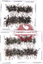 Scientific lot no. 339 Curculionidae (33 pcs)