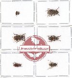 Scientific lot no. 92 Cerambycidae (Lamiinae) (6 pcs - 3 pcs A-, A2)