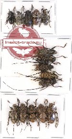 Scientific lot no. 103 Cerambycidae (Lamiinae) (15 pcs A, A-, A2)