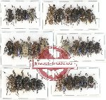 Scientific lot no. 89 Cerambycidae (Lamiinae) (30 pcs A, A-, A2)