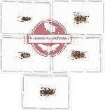 Scientific lot no. 91 Cerambycidae (5 pcs - 1 pc A2)