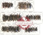 Scientific lot no. 88 Cerambycidae (Lamiinae) (37 pcs)